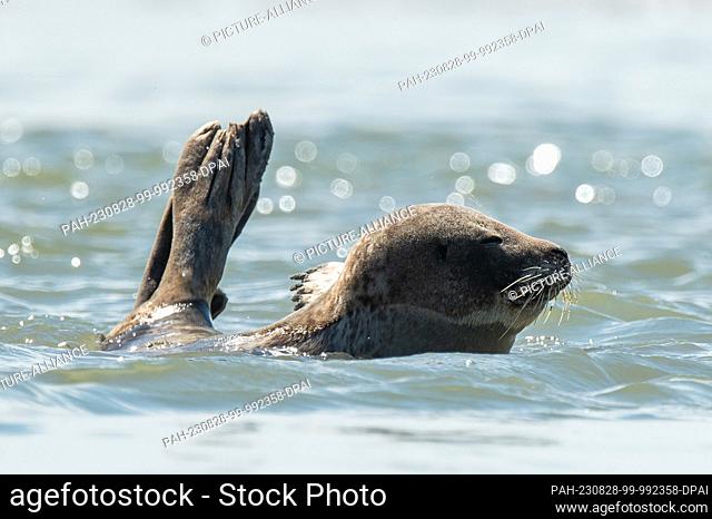 SYMBOL - 22 August 2023, France, Plage Des Phoques: A seal lies in the water in the sunshine. Photo: Silas Stein/dpa. - Plage Des Phoques/Normandy/France