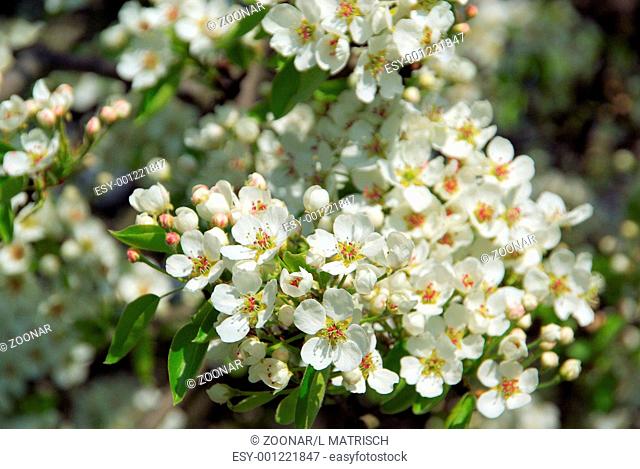 flowering of pear tree