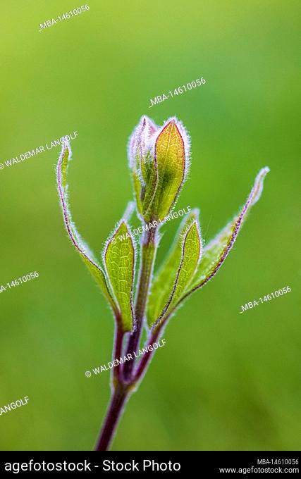 Clematis, leaf sprout, bud