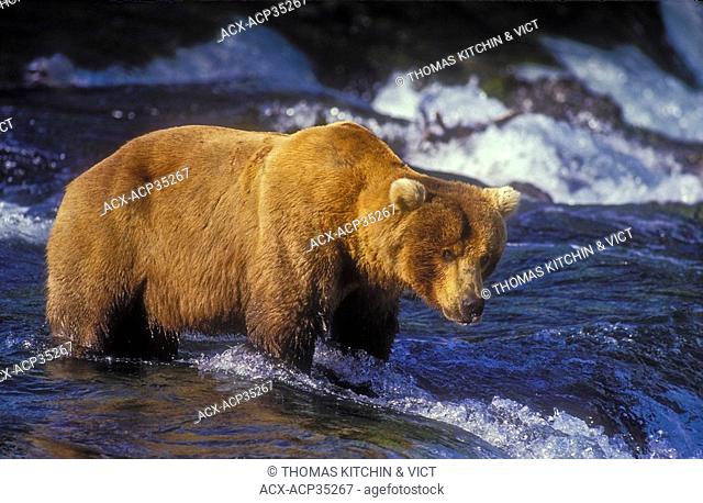 Brown Bear Ursus arctos middendorffi waits to catch migrating salmon leap up falls, summer, Katmai National Park, Alaska