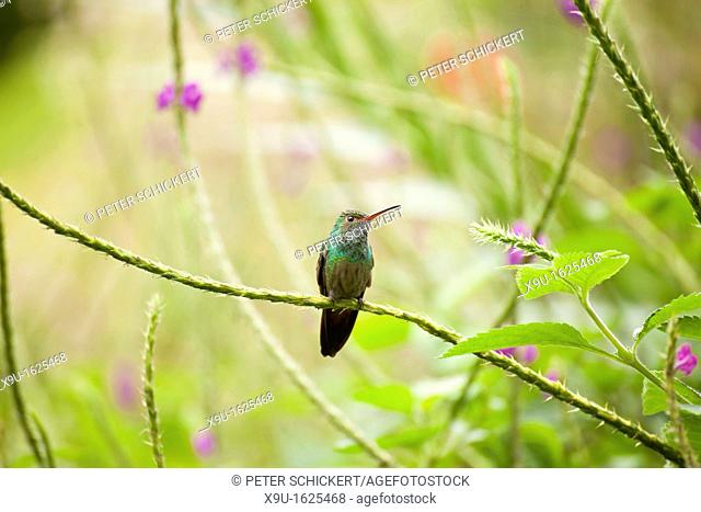 hummingbird, Arenal Volcano National Park near La Fortuna, Costa Rica, Central America