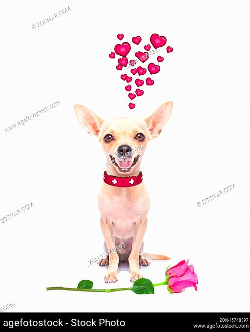 pug chihuahua dog, staring at you  , with a valentines rose on floor, isolated on white background