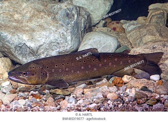 brown trout, river trout, brook trout (Salmo trutta fario), milkner over water ground covered with limestones, Germany