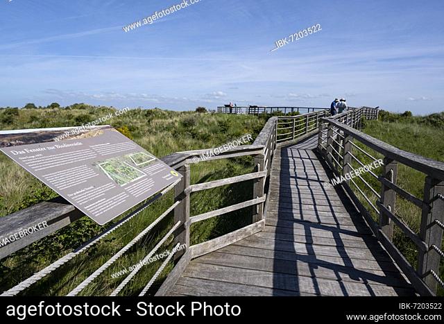 Nature trail, boardwalk through overgrown dune landscape, Juist Island, Lower Saxony Wadden Sea National Park, East Frisia, Lower Saxony, Germany, Europe