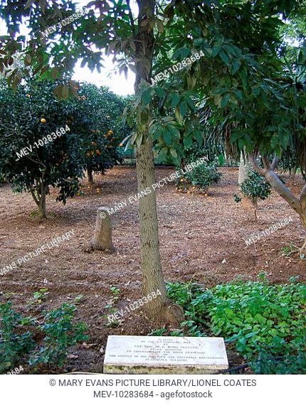 Tree planted in San Anton Gardens, Balzan, Malta, to commemorate the 100th anniversary of Mahatma Gandhi's birth