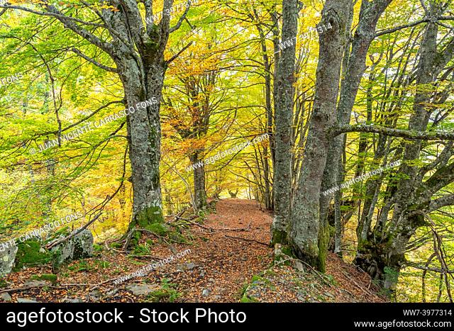 Carlac forest in autumn, Aran valley, Pyrenees, Spain