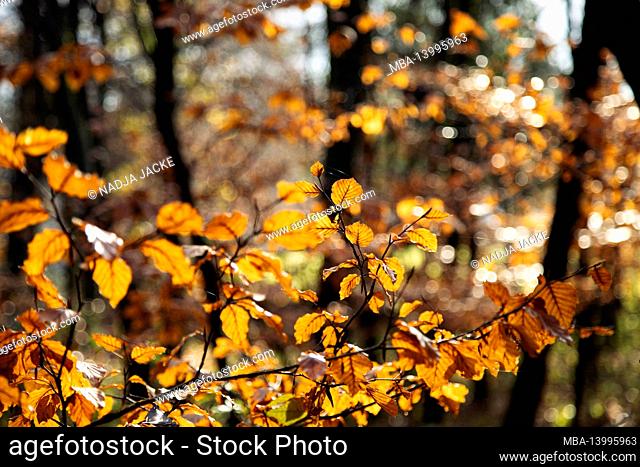 germany, teutoburg forest, altruper berg, lienen, beech leaves