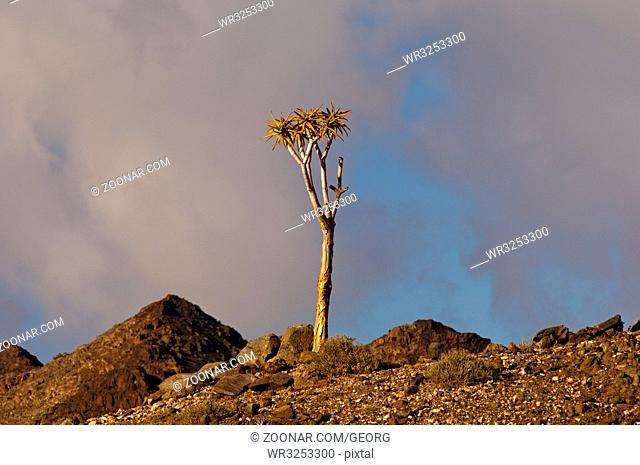 Solitärer Bastardköcherbaum (Aloe pillansii), Richtersveld Nationalpark, Südafrika / Solitary Giant Quiver Tree, Kokerboom, (Aloe pilansii)
