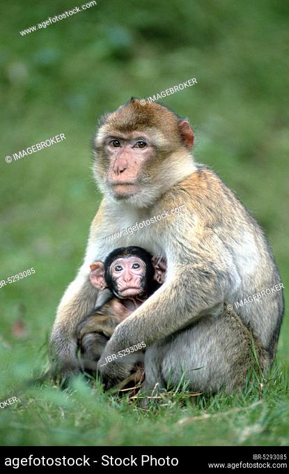 Barbary Monkey, male with young (Macaca sylvana), macaques