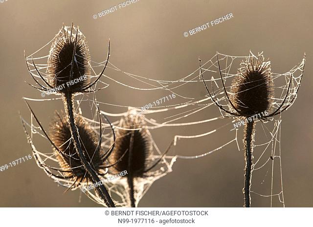 Teasel (Dipsacus fullonum), with spider`s web in autumn, Bavaria, Germany