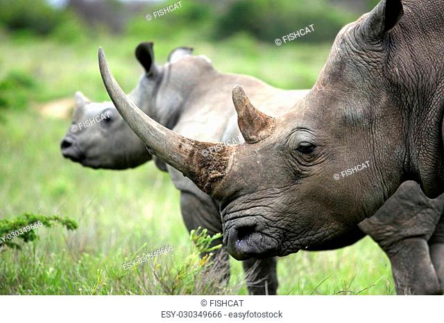 A close up of a female rhino / rhinoceros and her calf. Showing off her beautiful horn. Protecting her calf. Taken on safari in Africa
