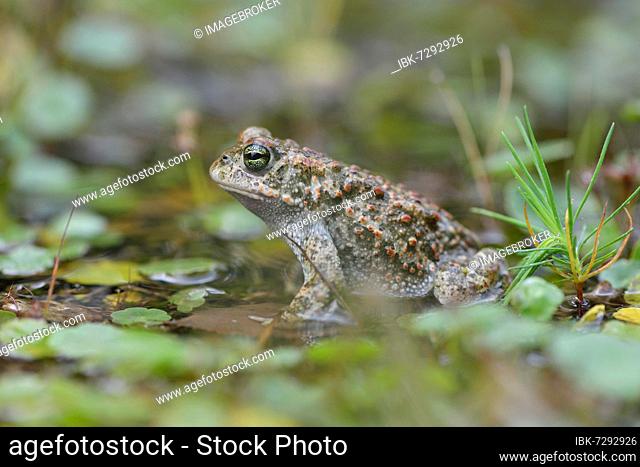 Natterjack toad (Bufo calamita), Emsland, Lower Saxony, Germany, Europe