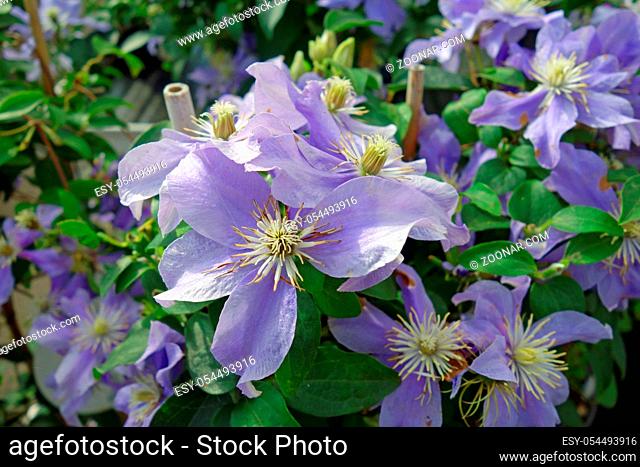 Clematis orientalis, Red Balloon, Ornamental Ornament of Oriental Clematis, Ornamental Plant, Plant, Flora, Climber, Clematis, Wild Asian Plant
