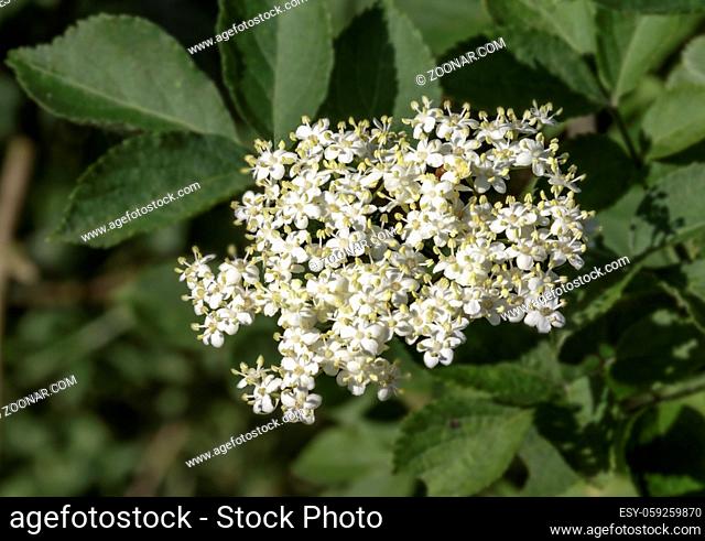 Holunder (Sambucus), weiße Blüte, Mai