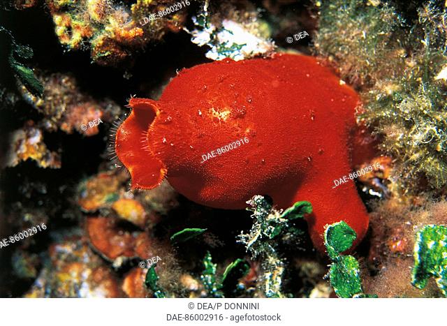 Red Sea Squirt (Halocynthia papillosa), Pyuridae