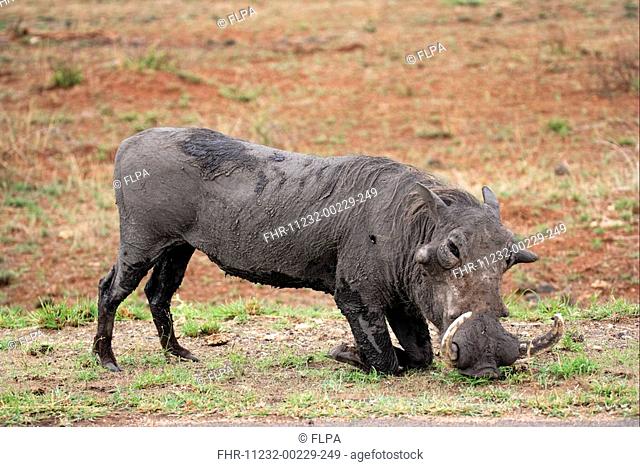Warthog Phacochoerus aethiopicus adult male, kneeling to feed, Kruger N P , South Africa