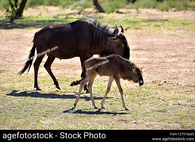 Wild Gnukuh (Connochaetes taurinus) grazing with her calf in the Kgalagadi Transfrontier National Park, taken on 24.02.2019