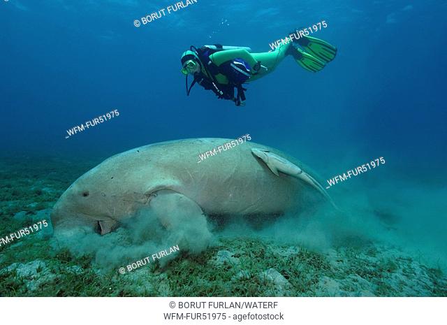 Dugon and Diver, Dugong dugon, Abu Dabab, Marsa Alam, Red Sea, Egypt