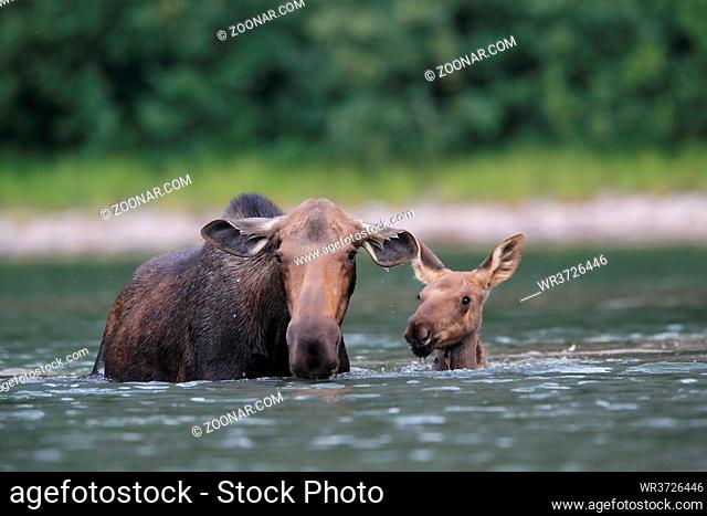 Moose Cow and calf feeding water plants in Pond in Glacier National Park in Montana