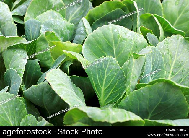 Closeup of young cabbage seedling leaves in spring