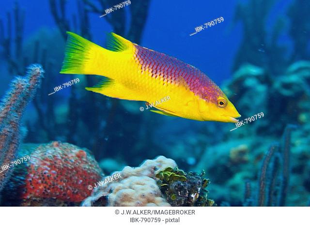 Spanish Hogfish or Hog Fish (Bodianus rufus), Roatan, Honduras, Caribbean