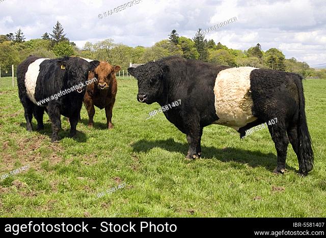 Domestic cattle, Belted Galloway, mature black and red bulls, standing on pasture, Dumfries and Galloway, Scotland, spring