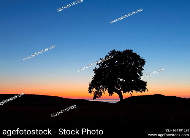 English Oak (Quercus robur). Single tree at sunrise, Skane Province, Sweden