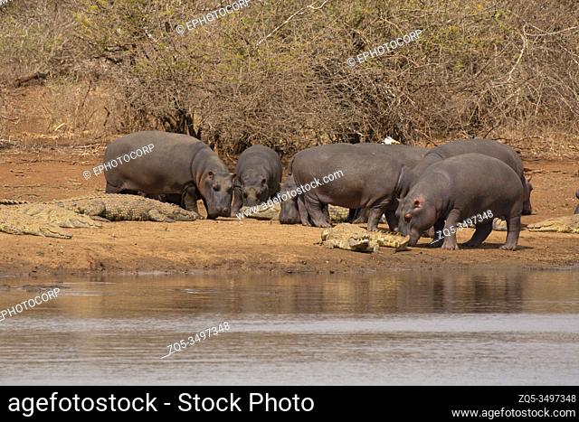 Hippopotamus Hippopotamus amphibius, Kruger National Park, South Africa