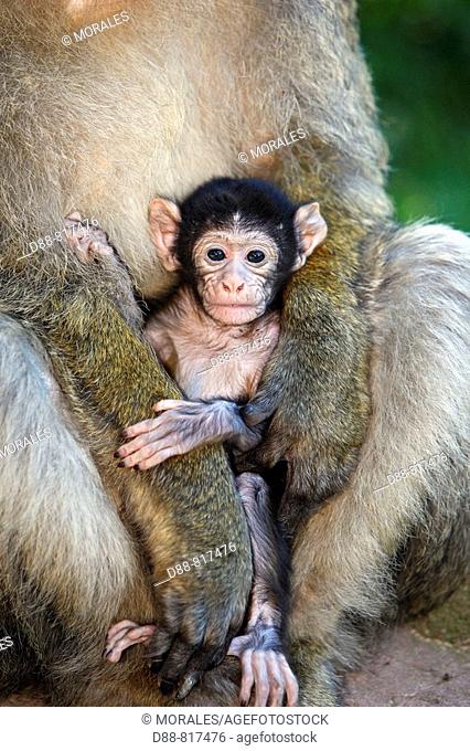 Barbary Macaque (Macaca sylvanus). Montagne des Singes park, Kintzheim, Alsace, France