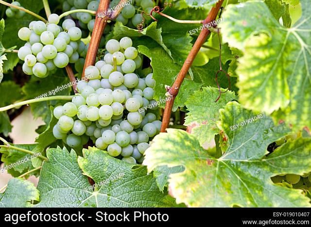 white grape in Sauternes Region, Aquitaine, France