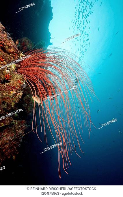 Red Whip Corals, Ellisella ceratophyta, Peleliu Wall, Micronesia, Palau
