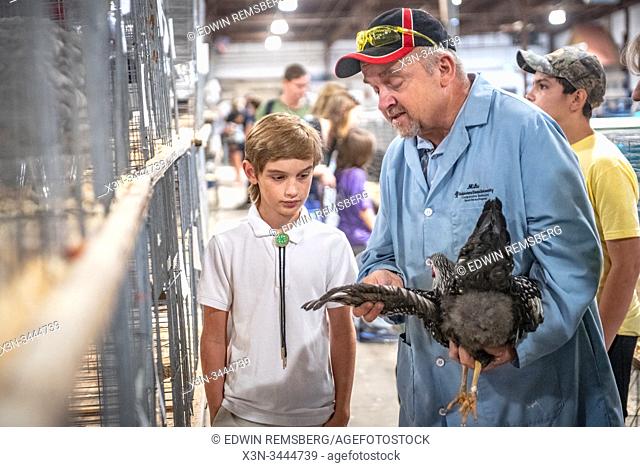 Inspecting a healthy chicken at the state fair, Maryland State Fair