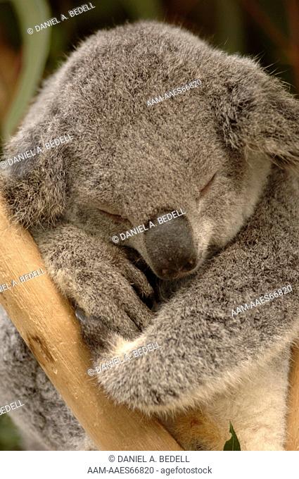 Koala sleeping (Phascolarctos cinereus) Lone Pine Koala Sanctuary, Queensland, Australia