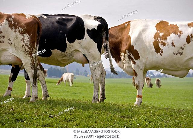 Cows  Le Brassus  Switzerland