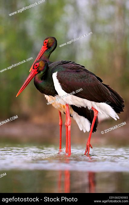 Pair of black stork, ciconia nigra, courting during breeding season in lake. Concept of love and creating bond between two wild animals in spring nature