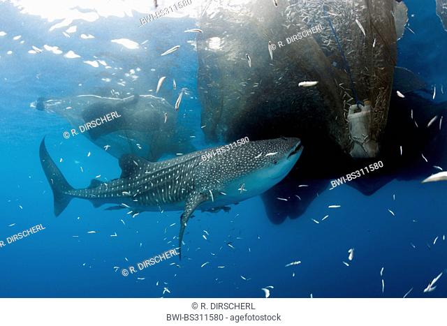 whale shark (Rhincodon typus), at the fishing nets of the fishing platform called 'bagan', Indonesia, Western New Guinea