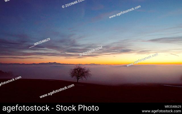 Baum mit Ausblick über das Nebelmeer am Bodensee - Inversionswetterlage mit Alpenblick