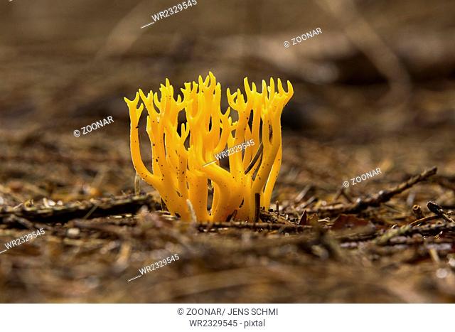 mushroom, Calocera viscosa