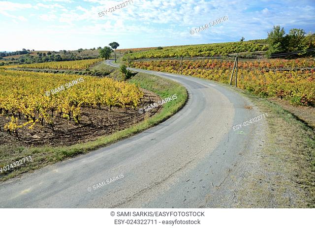 Road by vineyards with fall foliage, AOC Faugeres, Herault, France, Europe