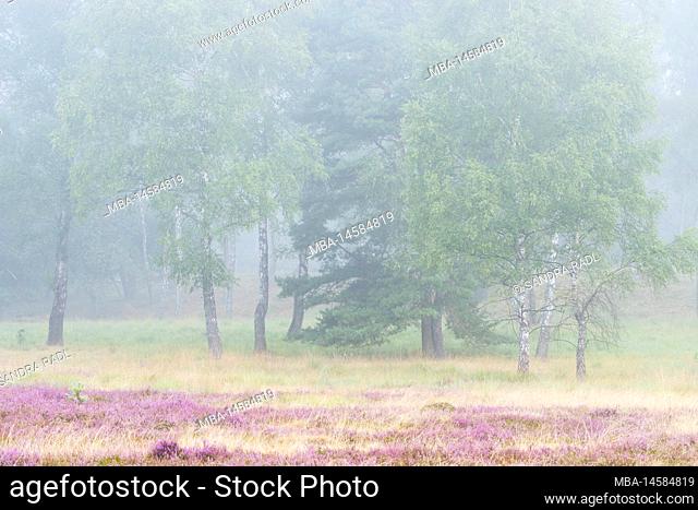 Foggy atmosphere in the Oberoher Heide, municipality Faßberg, nature park Südheide, Lüneburger Heide, Germany, Lower Saxony