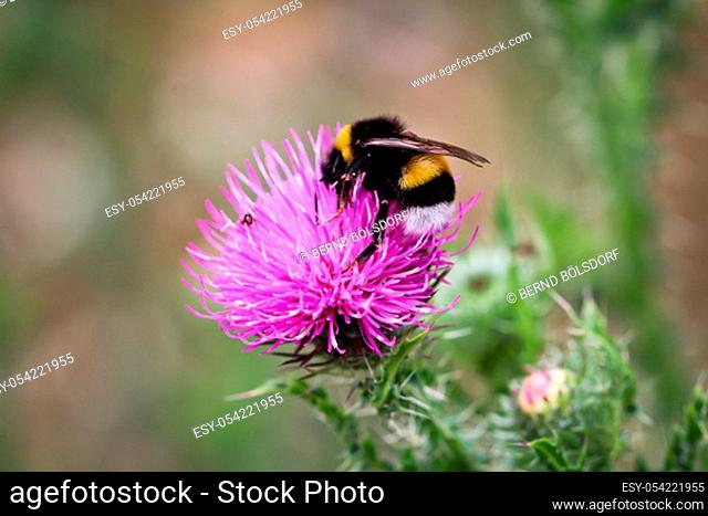 a bumblebee seeks food on a milk thistle