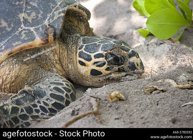 A Hawkbill Turtle laying eggs on the beach at Lemuria Resort on Praslin island. Seychelles. Due to beach erosion the beach is so short
