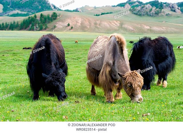 grazing yaks