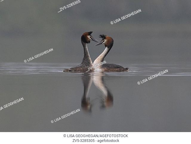 Great Crested Grebes-Podiceps cristatus display courtship