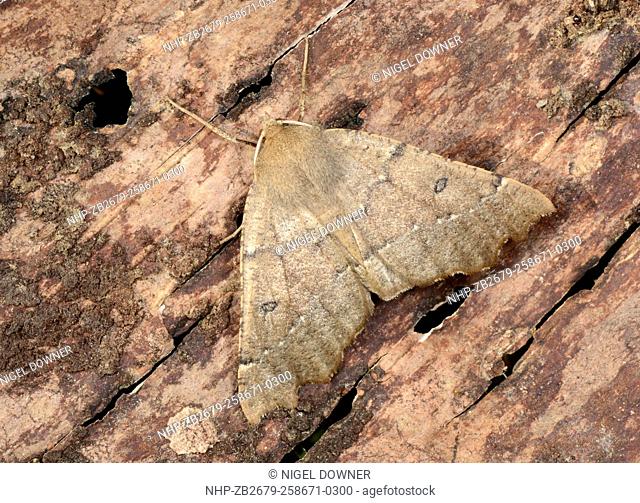 Close-up of a Scalloped hazel moth (Odontopera bidentata) resting on tree bark in a Norfolk garden in summer