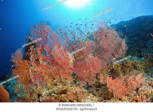 Coral Reef with Sea Fan, Melithaea, Peleliu Wall, Micronesia, Palau