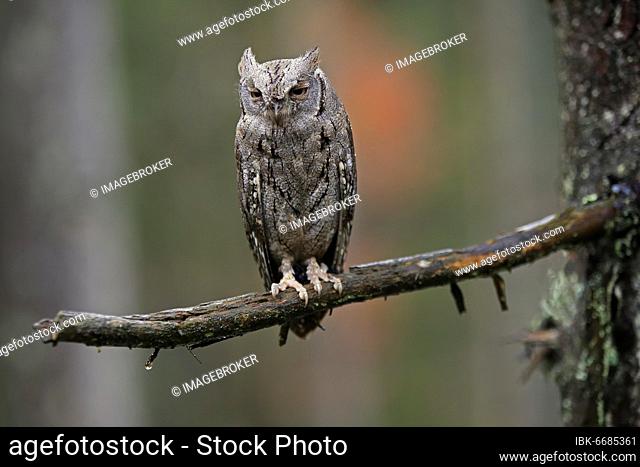 European scops owl (Otus scops), adult, on tree, in autumn, alert, Bohemian Forest, Czech Republic, Europe