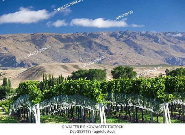 New Zealand, South Island, Otago, Cromwell, vineyard
