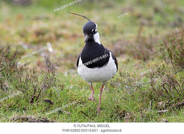 Northern Lapwing (Vanellus vanellus) adult male, breeding plumage, with one foot raised, standing at moorland edge, Swaledale, Yorkshire Dales N.P