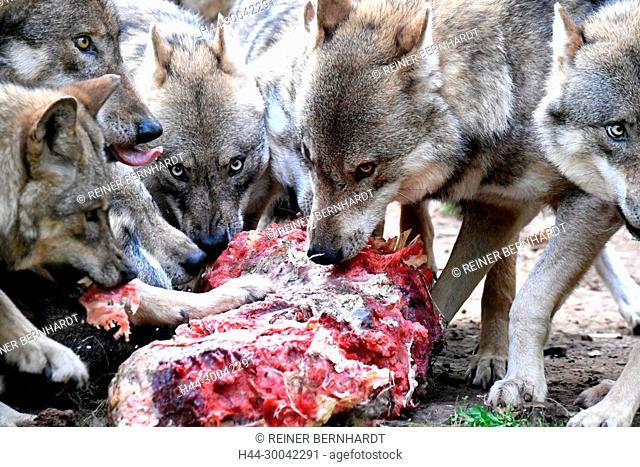 Canine, Canis lupus, European wolf, food, eating wolves, grey wolf, grey wolf, howling wolves, doggy, Isegrimm, predator, predators, herds, herd behaviour